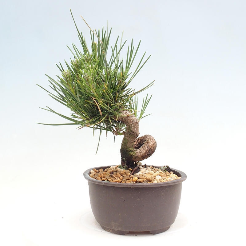 Bonsai im Freien - Pinus thunbergii - Thunbergia-Kiefer