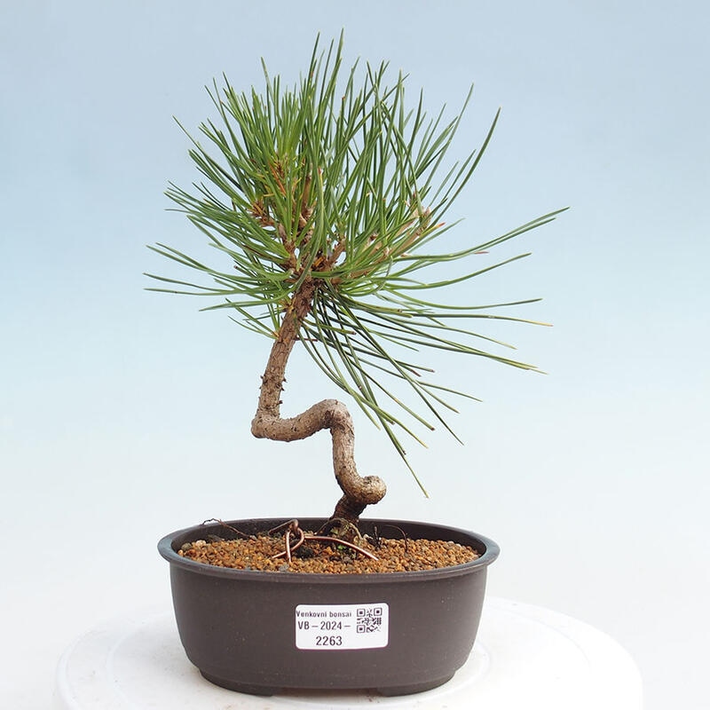 Bonsai im Freien - Pinus thunbergii - Thunbergia-Kiefer