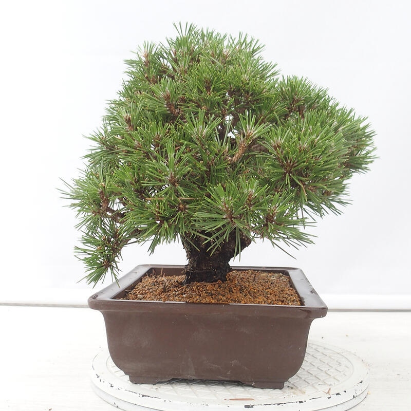 Outdoor-Bonsai - Pinus thunbergii - Thunbergkiefer