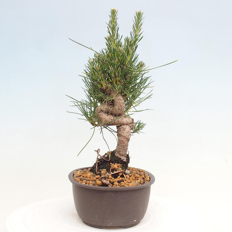 Bonsai im Freien - Pinus thunbergii - Thunbergia-Kiefer