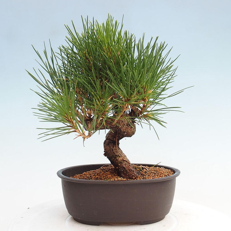 Bonsai im Freien - Pinus thunbergii - Thunbergia-Kiefer