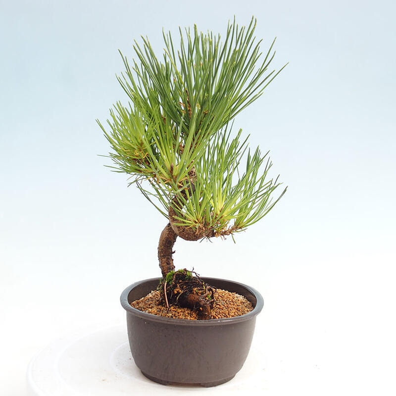 Bonsai im Freien - Pinus thunbergii - Thunbergia-Kiefer