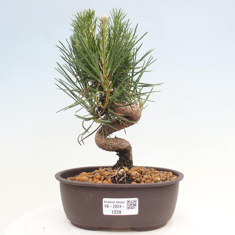 Bonsai im Freien - Pinus thunbergii - Thunbergia-Kiefer