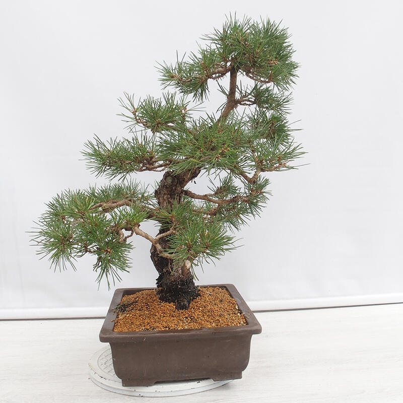 Outdoor-Bonsai - Pinus thunbergii - Thunbergkiefer