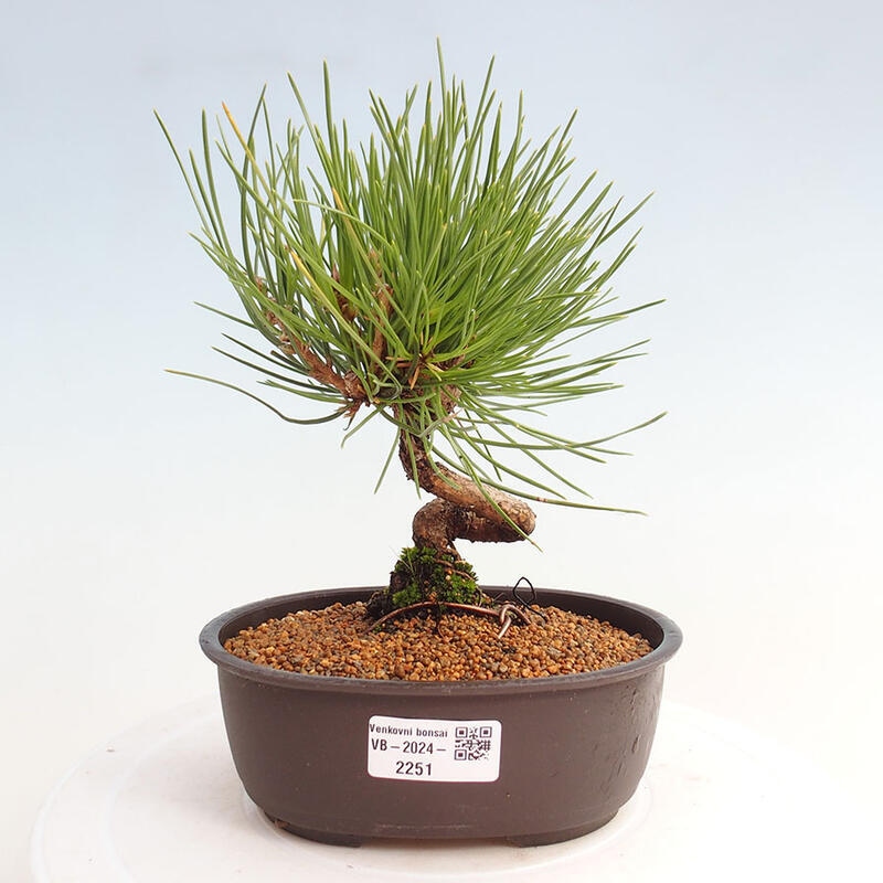 Bonsai im Freien - Pinus thunbergii - Thunbergia-Kiefer