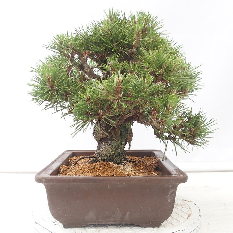 Outdoor-Bonsai - Pinus thunbergii - Thunbergkiefer