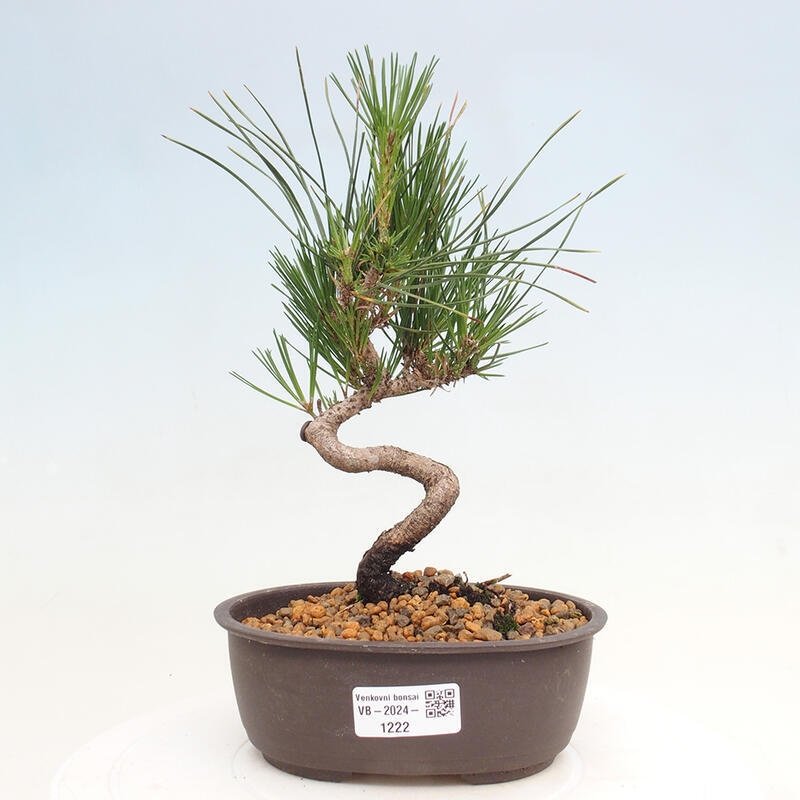 Bonsai im Freien - Pinus thunbergii - Thunbergia-Kiefer