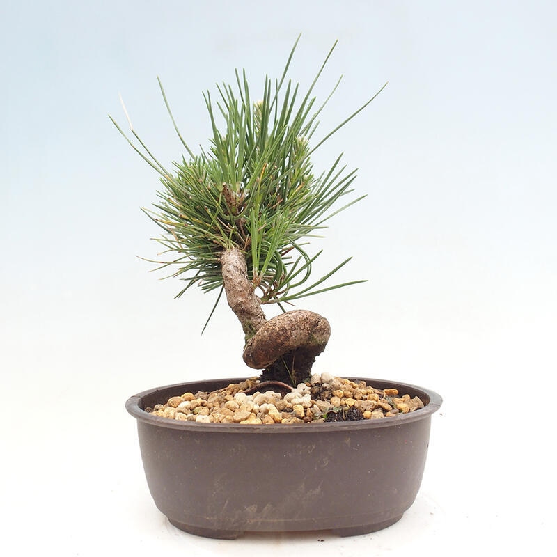 Bonsai im Freien - Pinus thunbergii - Thunbergia-Kiefer