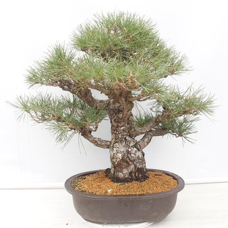 Outdoor-Bonsai - Pinus thunbergii - Thunbergkiefer