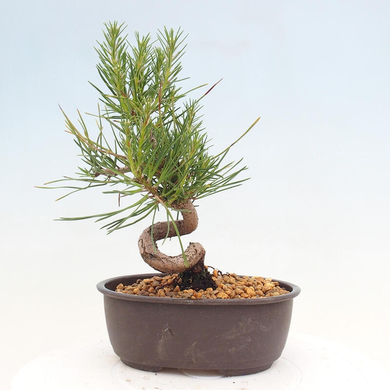 Bonsai im Freien - Pinus thunbergii - Thunbergia-Kiefer