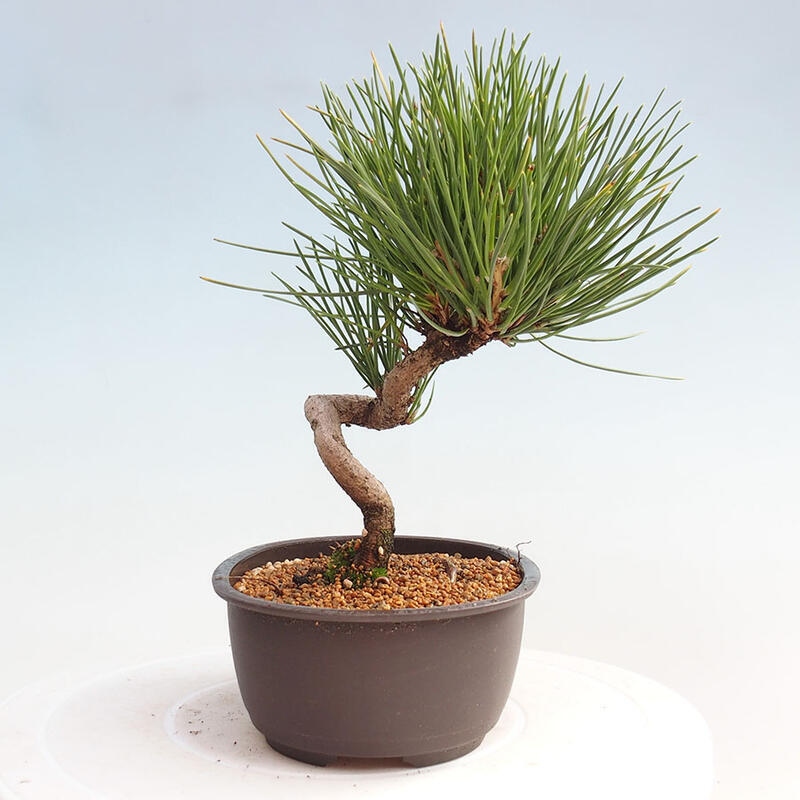 Bonsai im Freien - Pinus thunbergii - Thunbergia-Kiefer