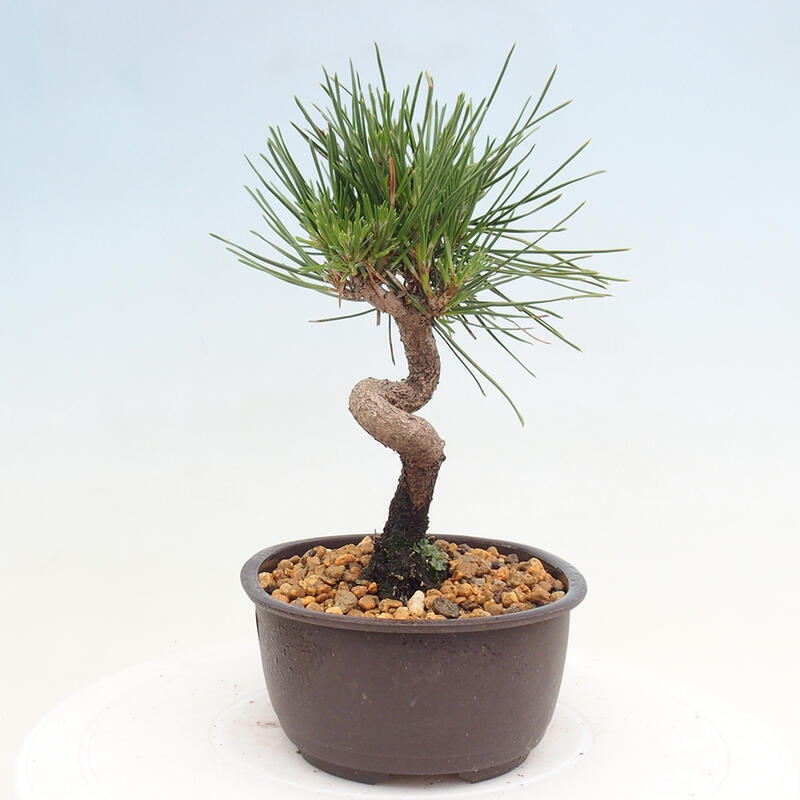 Bonsai im Freien - Pinus thunbergii - Thunbergia-Kiefer