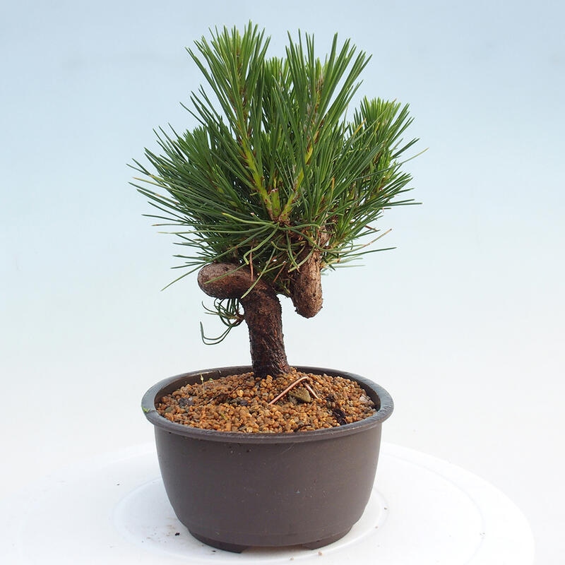 Bonsai im Freien - Pinus thunbergii - Thunbergia-Kiefer