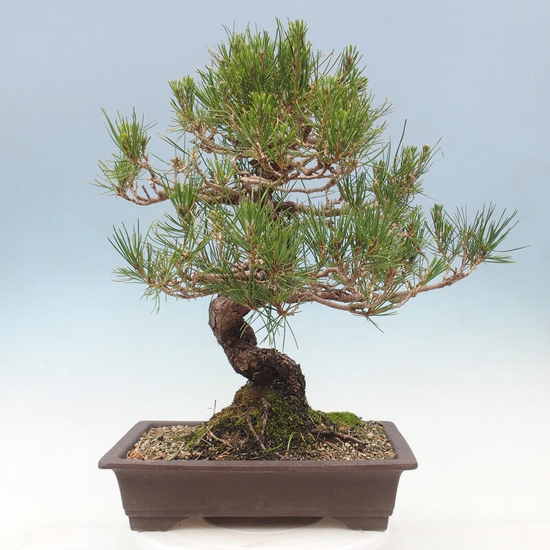 Bonsai im Freien - Pinus thunbergii - Thunbergia-Kiefer