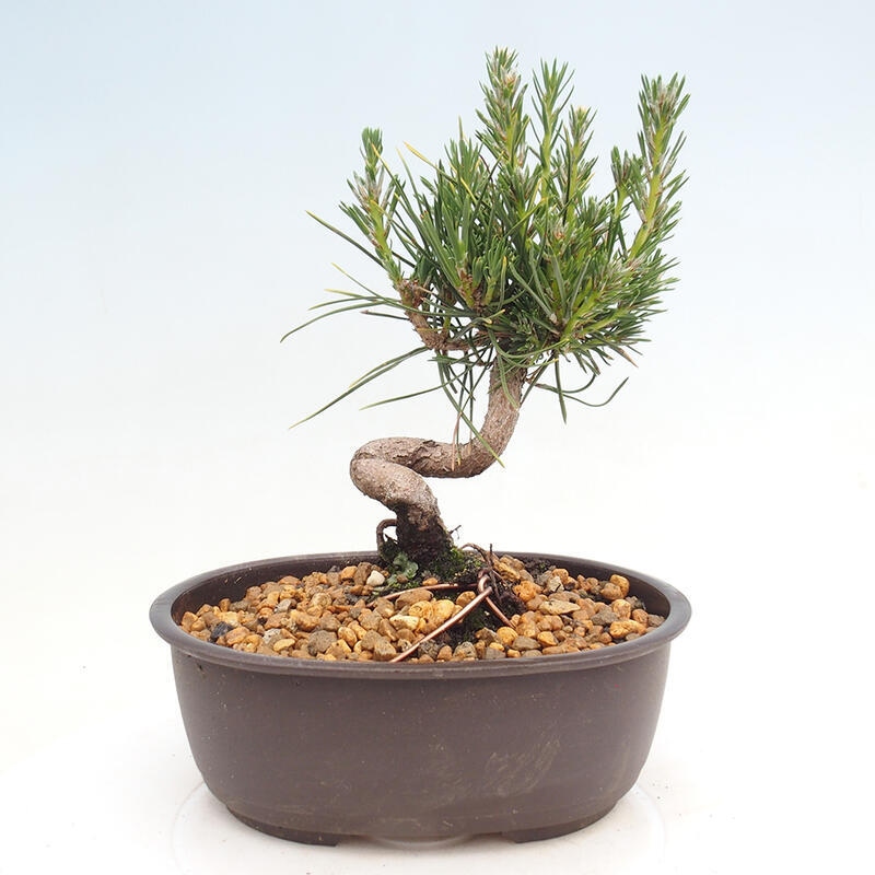 Bonsai im Freien - Pinus thunbergii - Thunbergia-Kiefer