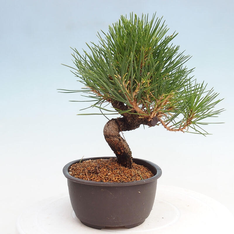 Bonsai im Freien - Pinus thunbergii - Thunbergia-Kiefer