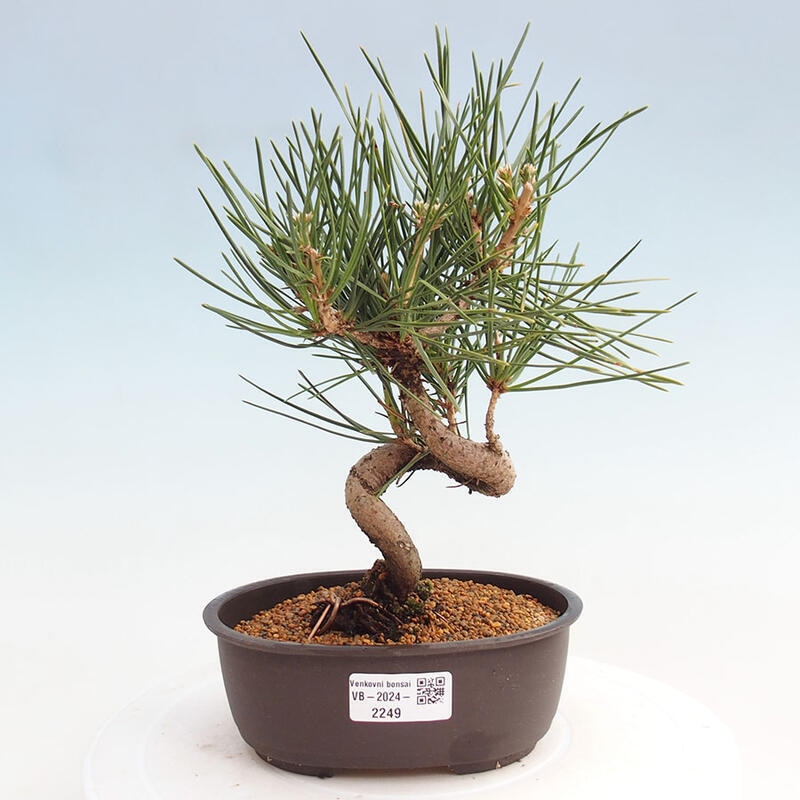 Bonsai im Freien - Pinus thunbergii - Thunbergia-Kiefer