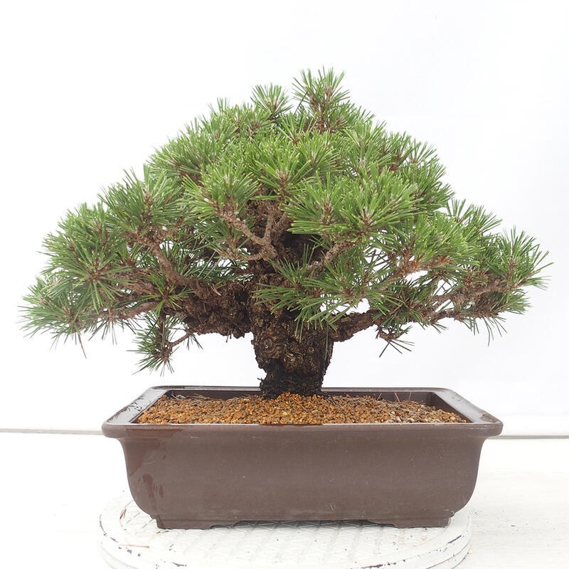 Outdoor-Bonsai - Pinus thunbergii - Thunbergkiefer