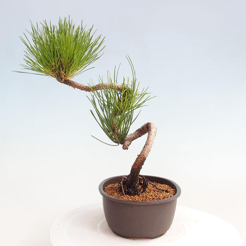 Bonsai im Freien - Pinus thunbergii - Thunbergia-Kiefer