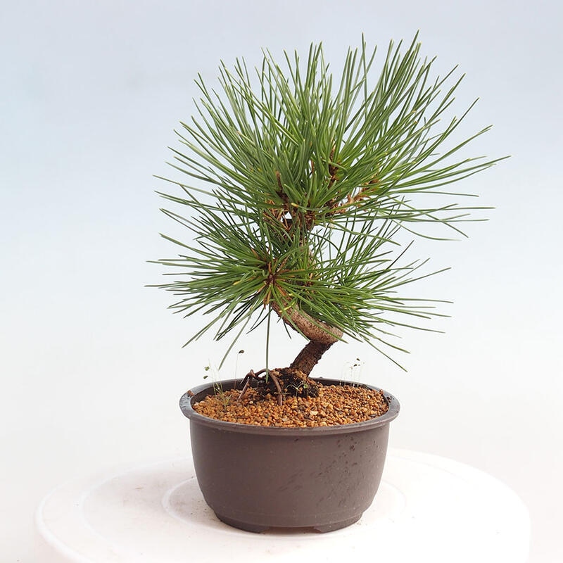 Bonsai im Freien - Pinus thunbergii - Thunbergia-Kiefer