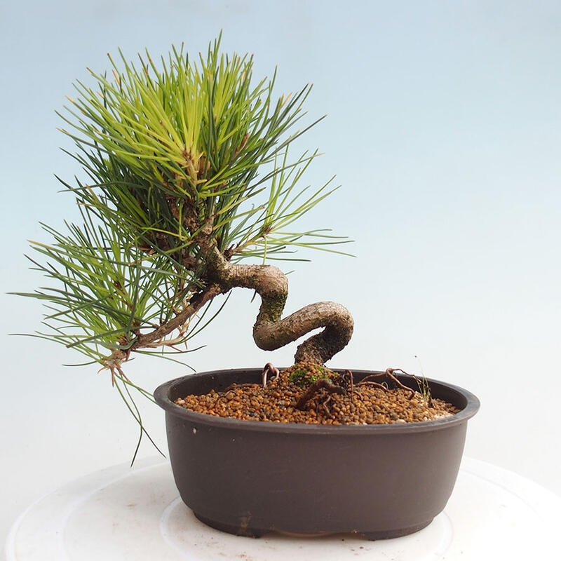 Bonsai im Freien - Pinus thunbergii - Thunbergia-Kiefer