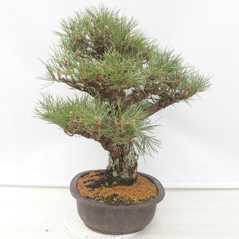 Outdoor-Bonsai - Pinus thunbergii - Thunbergkiefer