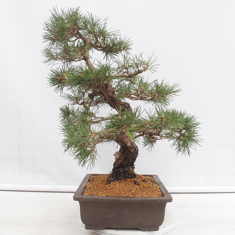 Outdoor-Bonsai - Pinus thunbergii - Thunbergkiefer