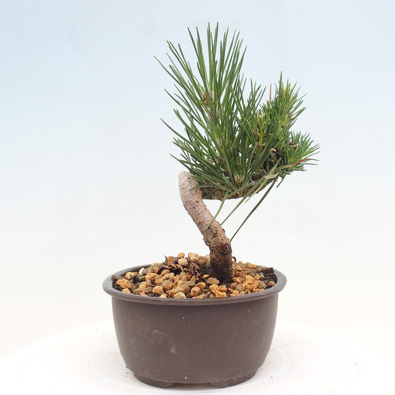 Bonsai im Freien - Pinus thunbergii - Thunbergia-Kiefer