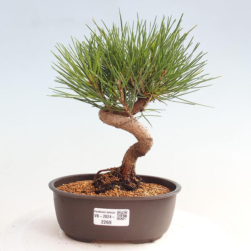 Bonsai im Freien - Pinus thunbergii - Thunbergia-Kiefer