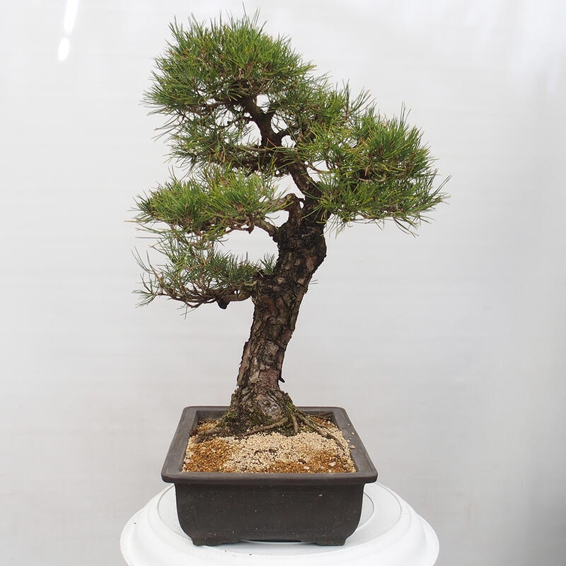 Outdoor-Bonsai - Pinus thunbergii - Thunbergkiefer