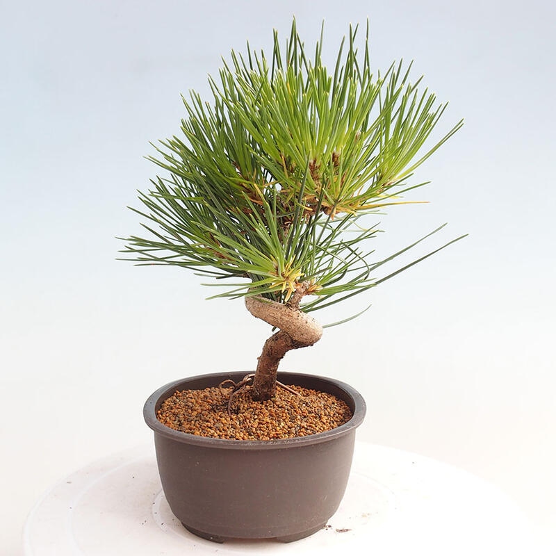 Bonsai im Freien - Pinus thunbergii - Thunbergia-Kiefer