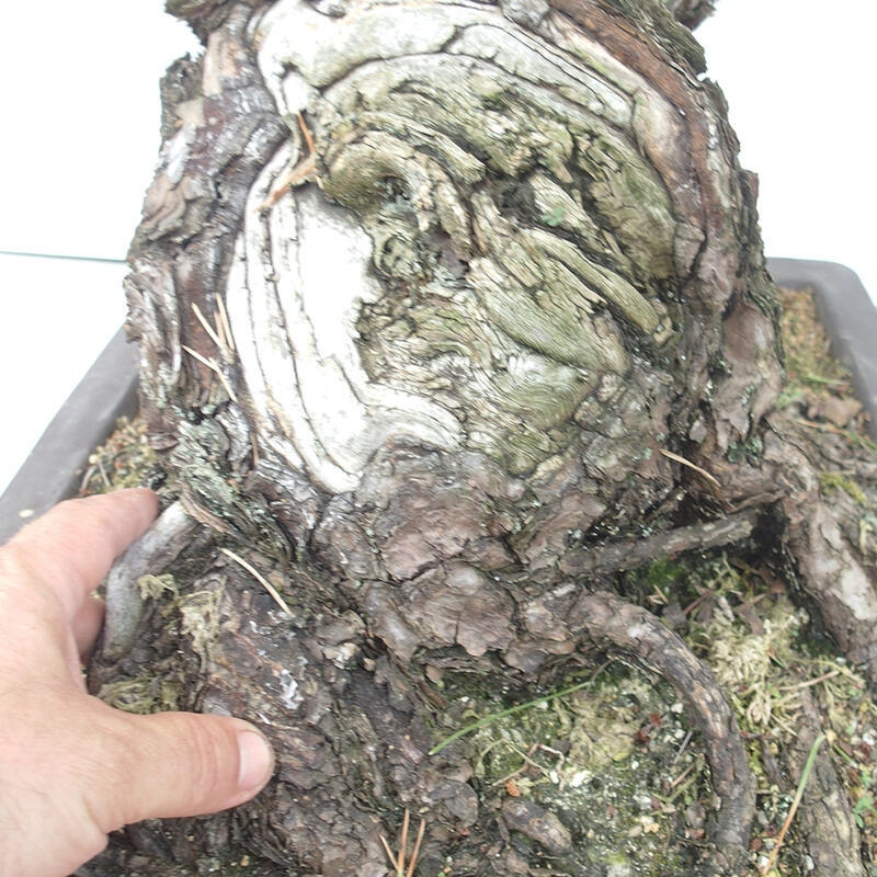 Outdoor-Bonsai - Pinus thunbergii - Thunbergkiefer