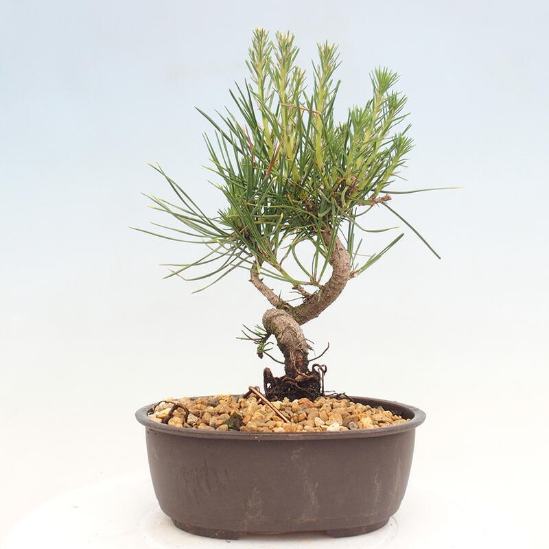 Bonsai im Freien - Pinus thunbergii - Thunbergia-Kiefer