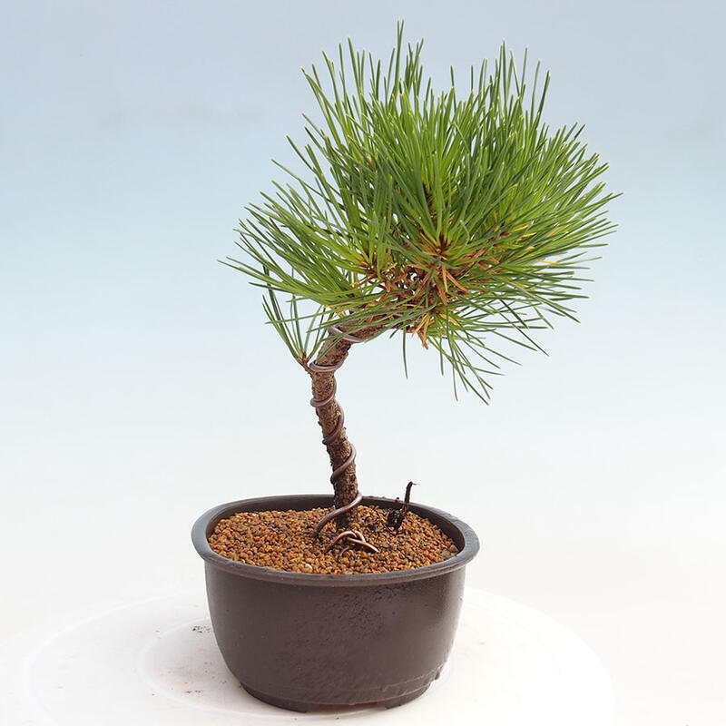 Bonsai im Freien - Pinus thunbergii - Thunbergia-Kiefer