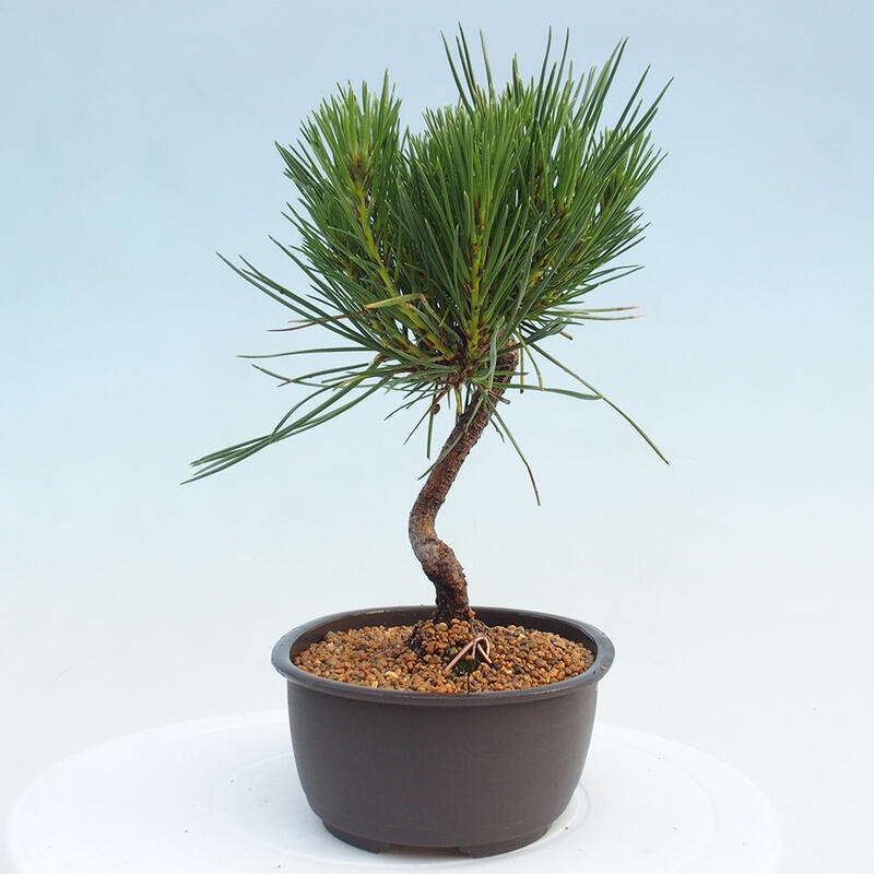 Bonsai im Freien - Pinus thunbergii - Thunbergia-Kiefer