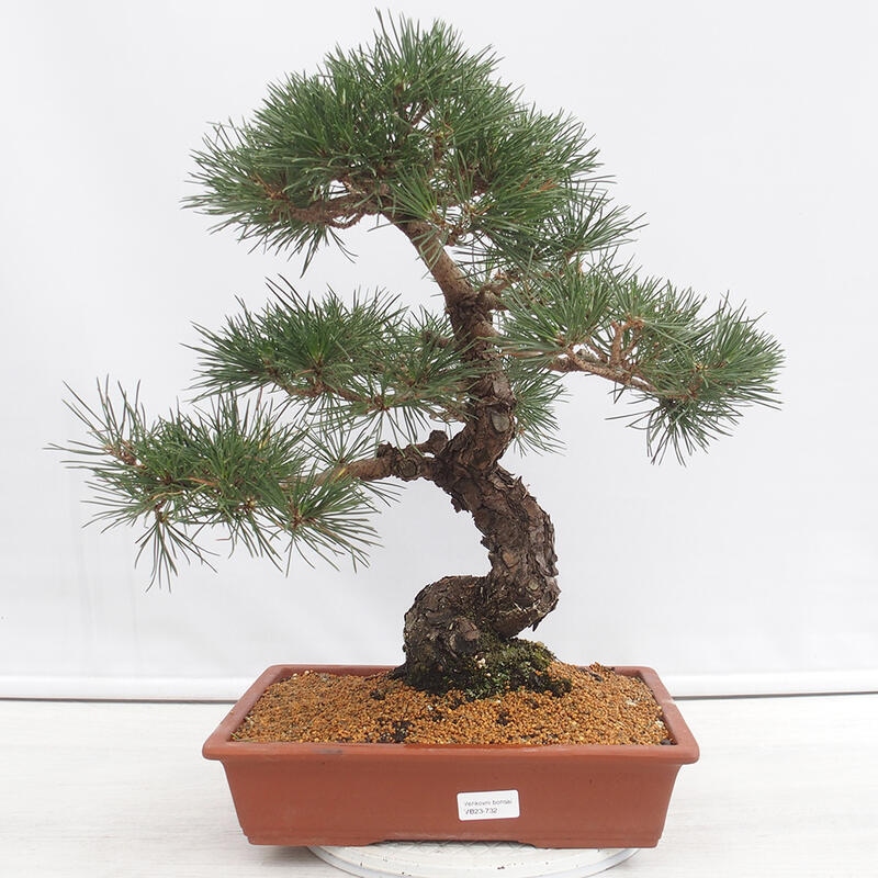 Outdoor-Bonsai - Pinus thunbergii - Thunbergkiefer