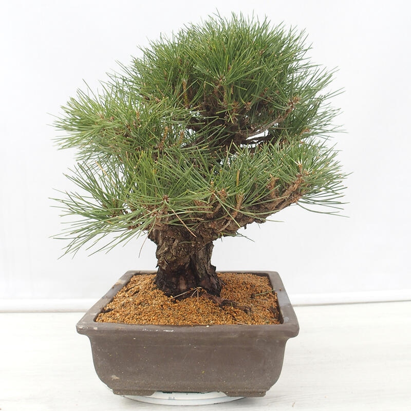 Outdoor-Bonsai - Pinus thunbergii - Thunbergkiefer