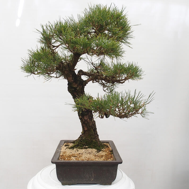 Outdoor-Bonsai - Pinus thunbergii - Thunbergkiefer