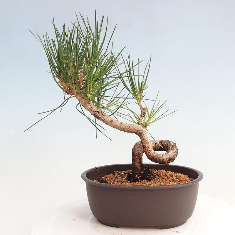 Bonsai im Freien - Pinus thunbergii - Thunbergia-Kiefer