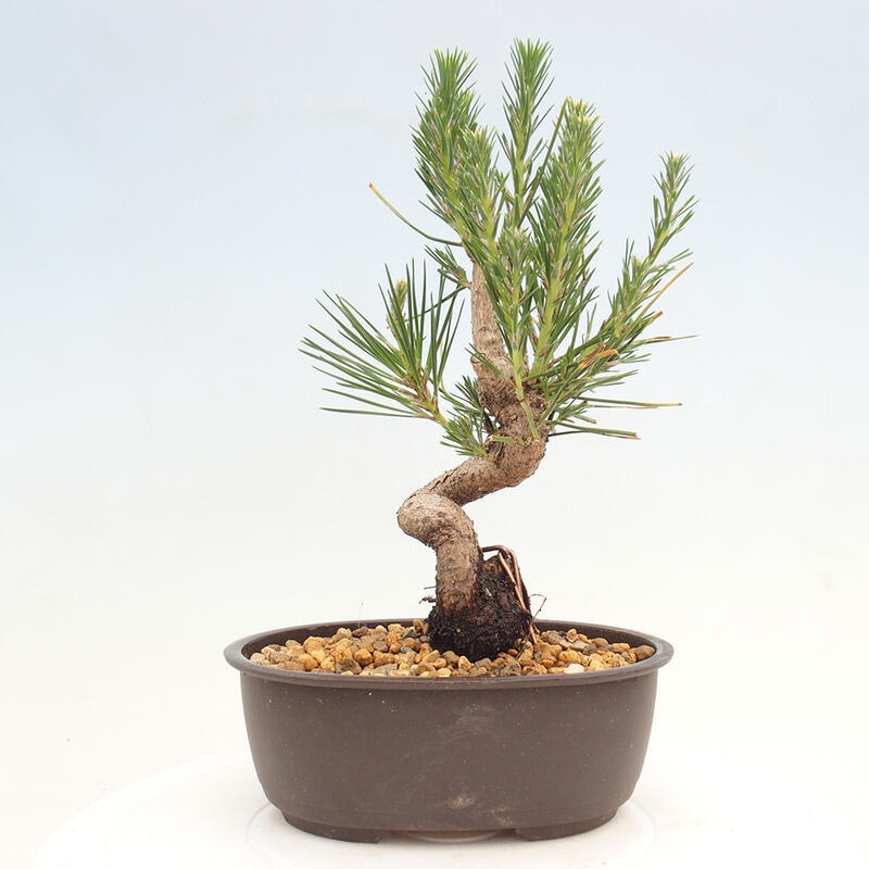 Bonsai im Freien - Pinus thunbergii - Thunbergia-Kiefer