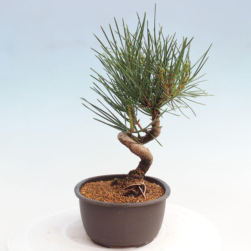 Bonsai im Freien - Pinus thunbergii - Thunbergia-Kiefer