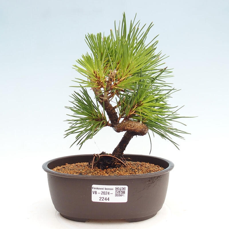 Bonsai im Freien - Pinus thunbergii - Thunbergia-Kiefer