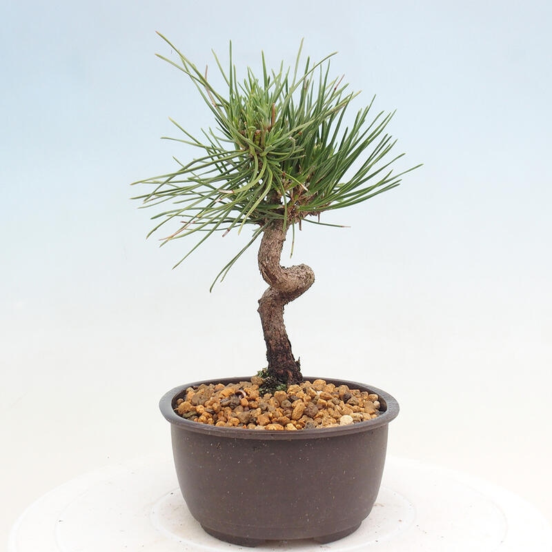 Bonsai im Freien - Pinus thunbergii - Thunbergia-Kiefer