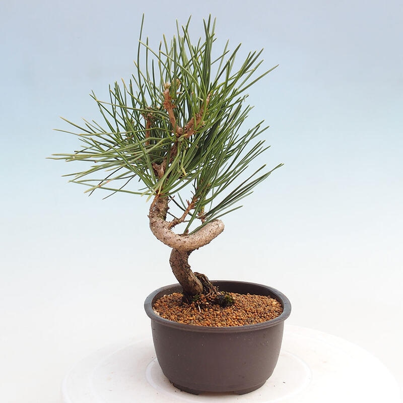 Bonsai im Freien - Pinus thunbergii - Thunbergia-Kiefer