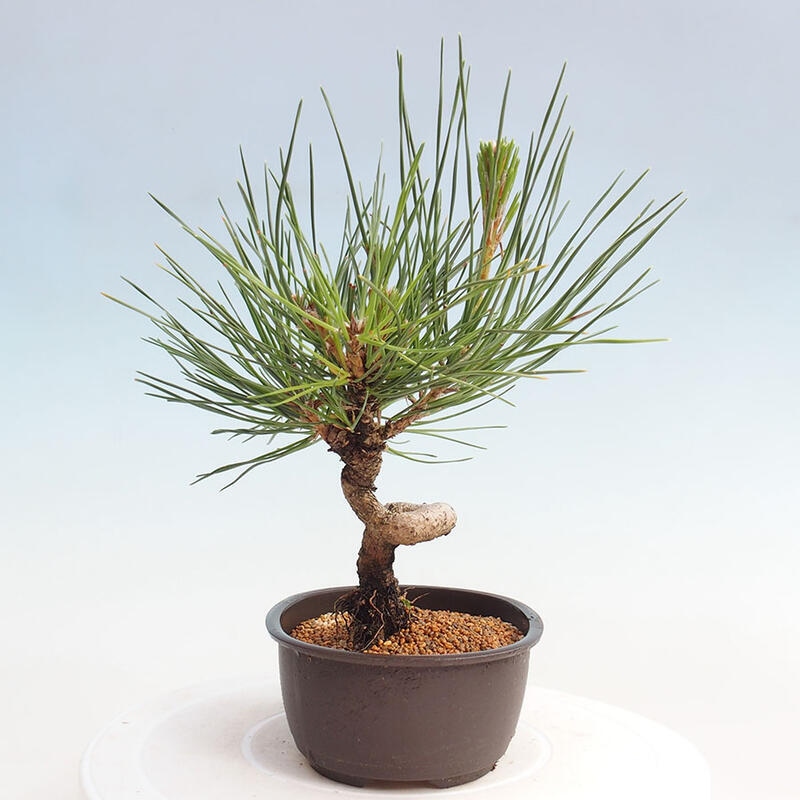 Bonsai im Freien - Pinus thunbergii - Thunbergia-Kiefer