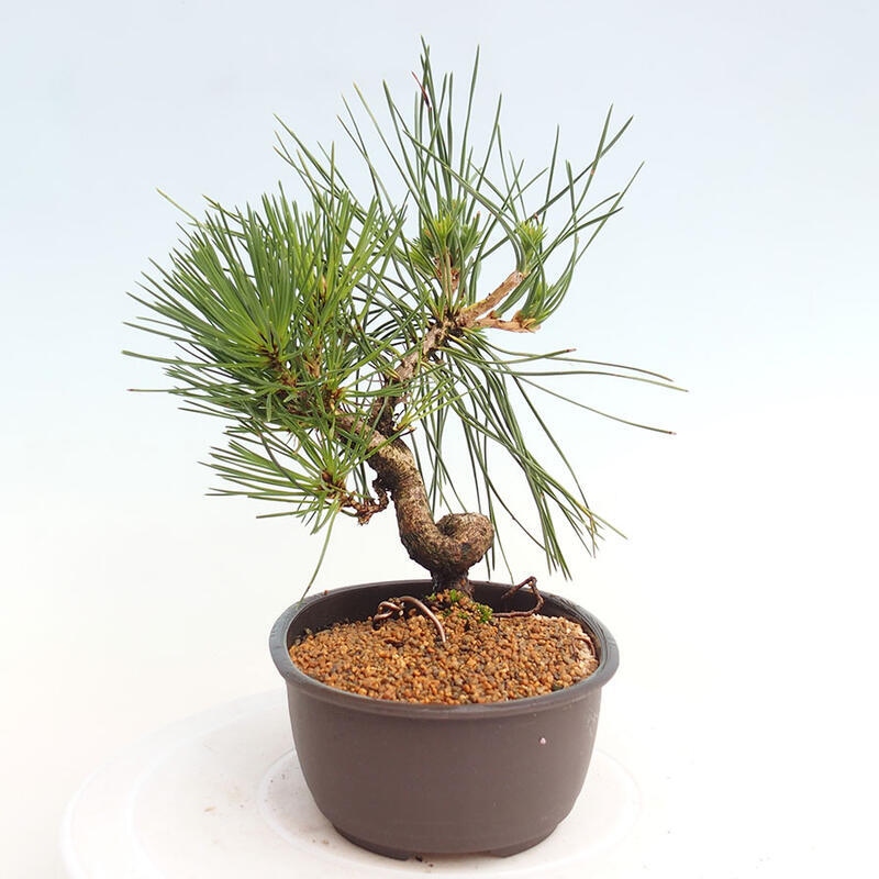 Bonsai im Freien - Pinus thunbergii - Thunbergia-Kiefer