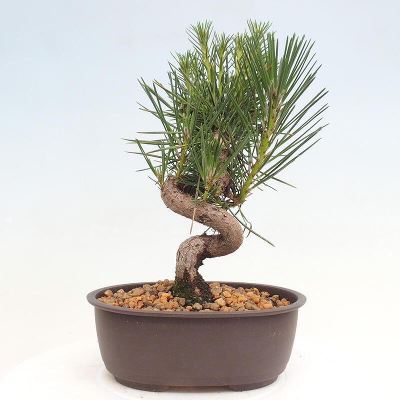 Bonsai im Freien - Pinus thunbergii - Thunbergia-Kiefer