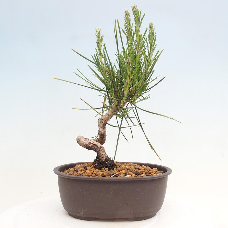 Bonsai im Freien - Pinus thunbergii - Thunbergia-Kiefer