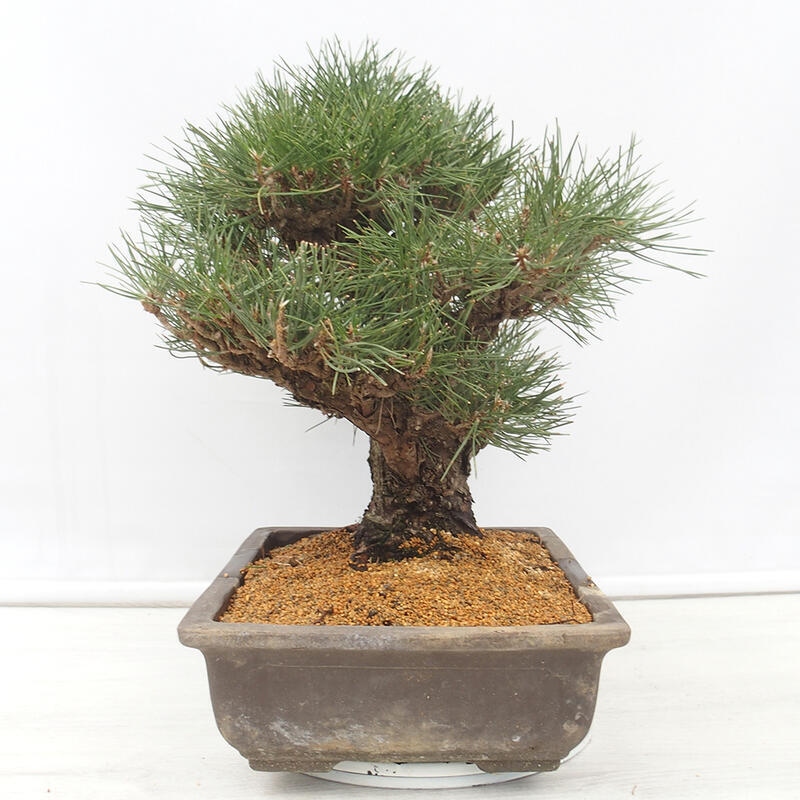 Outdoor-Bonsai - Pinus thunbergii - Thunbergkiefer