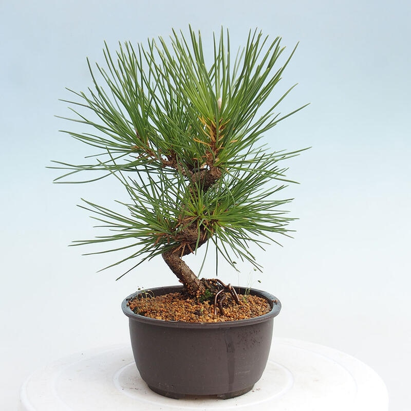 Bonsai im Freien - Pinus thunbergii - Thunbergia-Kiefer